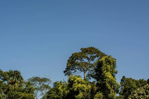 Forest Khao Yai National Park , Thailand — Stock Photo, Image