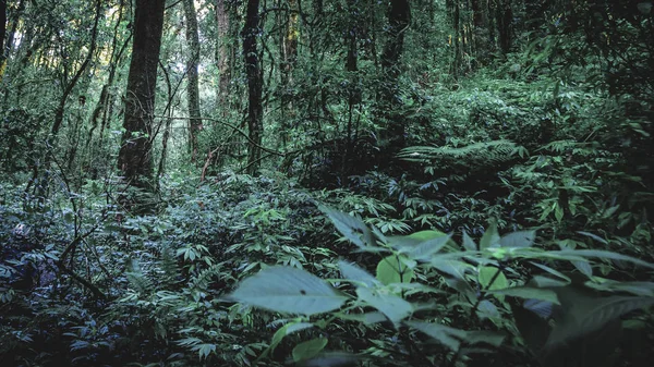 Hutan hujan di Taman Nasional Doi Inthanon, Thailand — Stok Foto