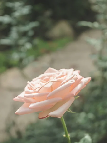 Hermosa rosa en el jardín — Foto de Stock