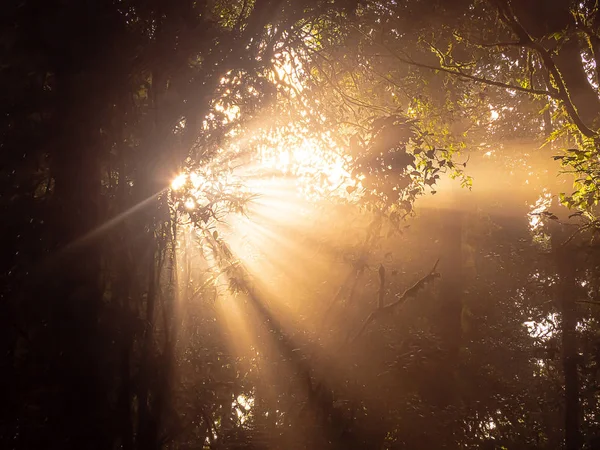 Soleil du matin brille à travers la forêt — Photo