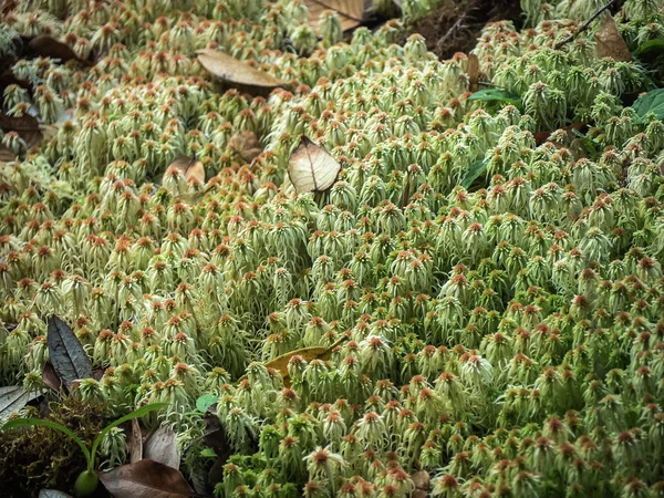 Zbliżenie Różne rośliny w Rainforest — Zdjęcie stockowe