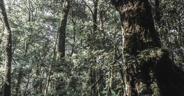Selva tropical en el Parque Nacional Doi Inthanon, Tailandia — Foto de Stock
