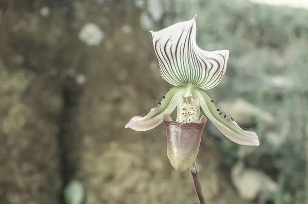 Beautiful Paphiopedilum in the garden — Stockfoto