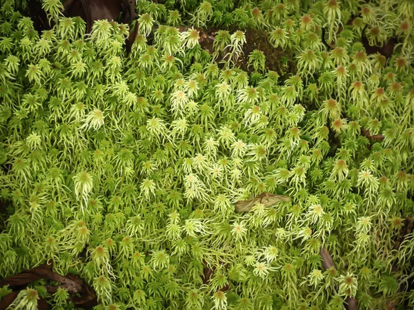 Zbliżenie Różne rośliny w Rainforest — Zdjęcie stockowe