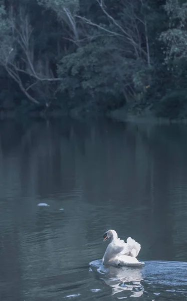 Un cigno bianco che nuota sull'acqua — Foto Stock