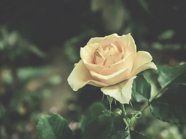 Mooie roos in de tuin — Stockfoto