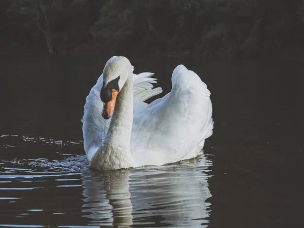 O lebădă albă înotând pe apă — Fotografie, imagine de stoc