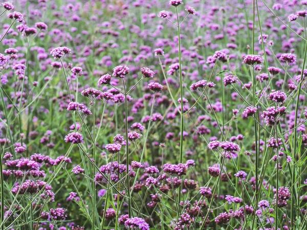 Verbena flower. Verbena pink and violet flower background — ストック写真