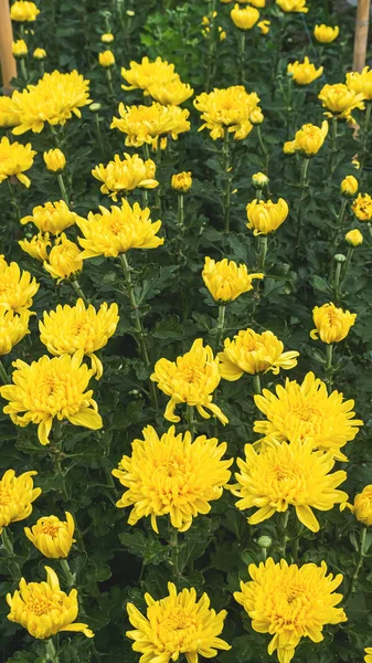 Colorful yellow and orange chrysanthemum flower bloom in the far — ストック写真