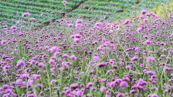 Verbena flower. Verbena pink and violet flower background — ストック写真