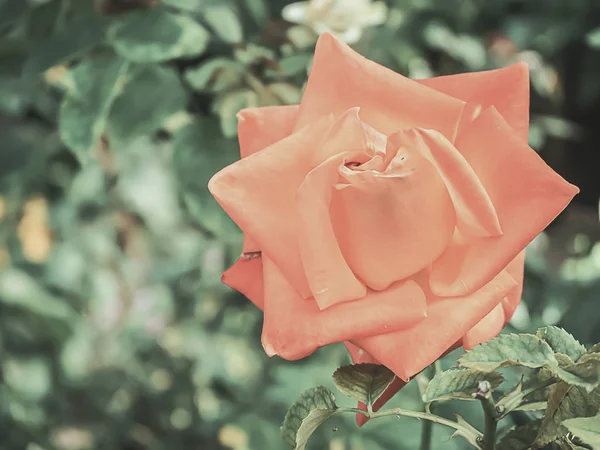 Hermosa rosa en el jardín — Foto de Stock