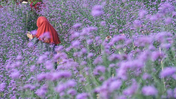 Verbena flower. Verbena pink and violet flower background — ストック写真