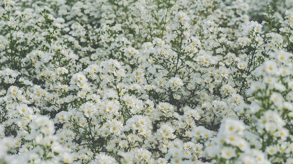 White Cutter Flower is blooming beautifully Is a flower decorate