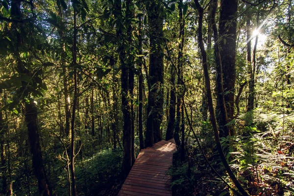 Selva tropical en el Parque Nacional Doi Inthanon, Tailandia — Foto de Stock
