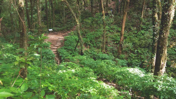 Foresta pluviale nel Parco nazionale di Doi Inthanon, Thailandia — Foto Stock