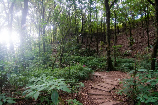 Rainforest in Doi Inthanon National Park, Thailand — стоковое фото