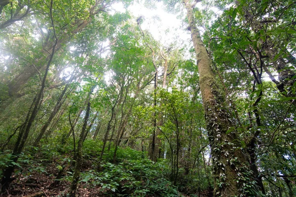 Rainforest στο Εθνικό Πάρκο Doi Inthanon, Ταϊλάνδη — Φωτογραφία Αρχείου