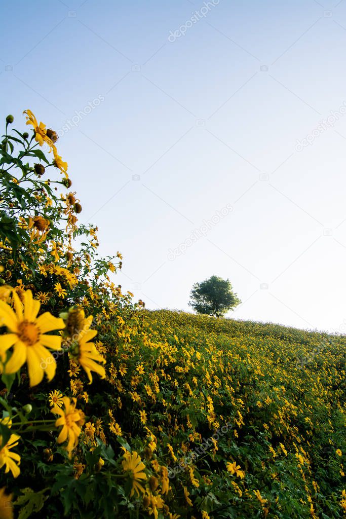 Landscape nature flower Tung Bua Tong Mexican sunflower field ,M