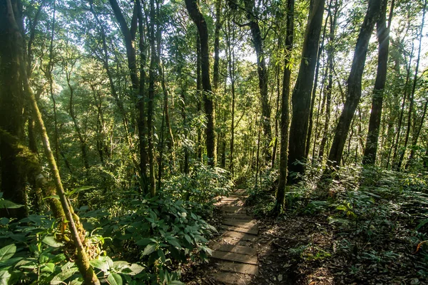 Hutan hujan di Taman Nasional Doi Inthanon, Thailand — Stok Foto