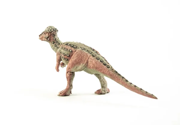 Pachycéphalosaure, dinosaure sur fond blanc  . — Photo