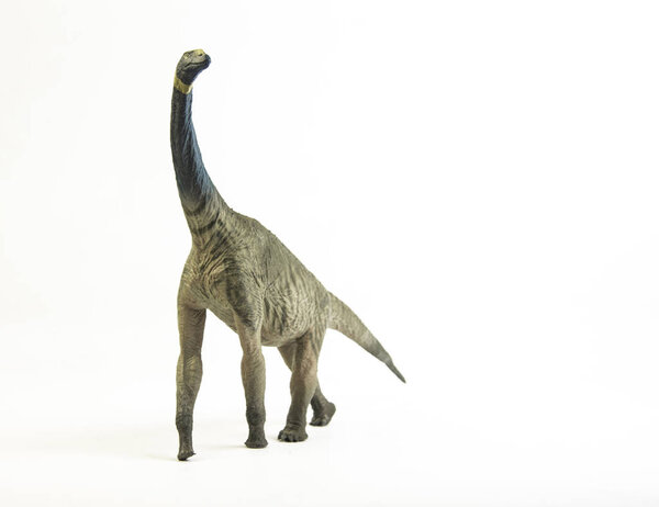 Atlasaurus , dinosaur on white background .