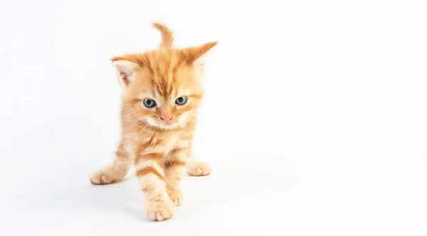 Gatto Bambino Tabby Gattino Carino Beautifu Sfondo Bianco — Foto Stock