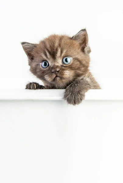 Cat Baby Tabby Kitten Cute Beautifu White Background — Stock Photo, Image