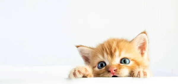 猫赤ちゃんの足袋 子猫かわいい美女 — ストック写真
