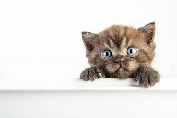 Cat Baby Tabby Kitten Roztomilé Krása Bílém Pozadí — Stock fotografie