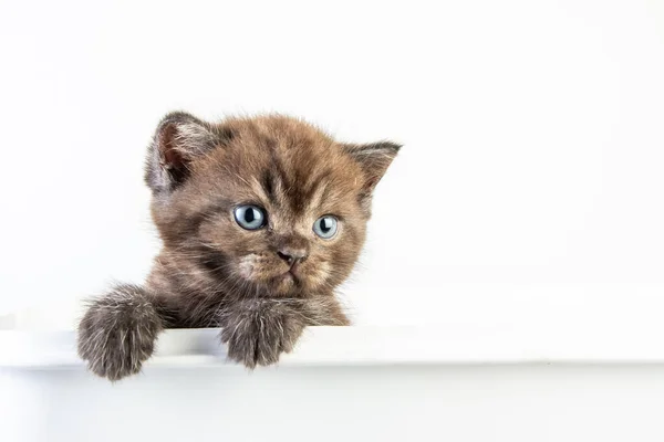 Cat Baby Tabby Kitten Roztomilé Krása Bílém Pozadí — Stock fotografie