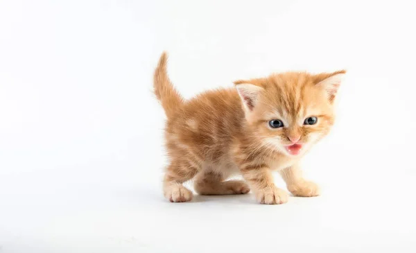 Cat Baby Tabby Kitten Cute Beautifu White Background — Stock Photo, Image