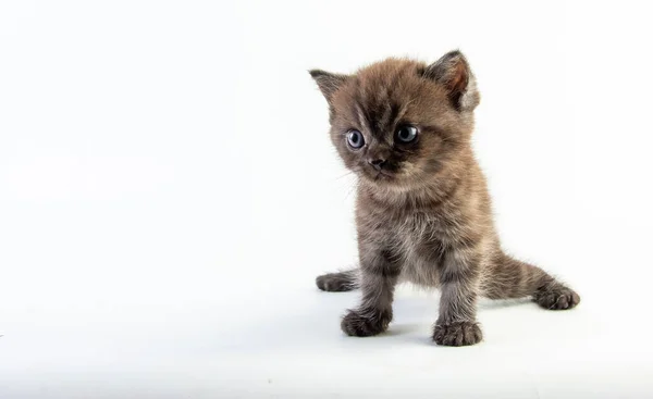 Kitten Cute Beautifu Білому Тлі — стокове фото