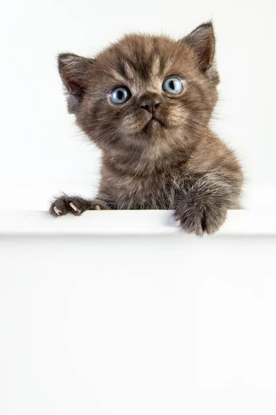 Kitten Cute Beautifu Білому Тлі — стокове фото