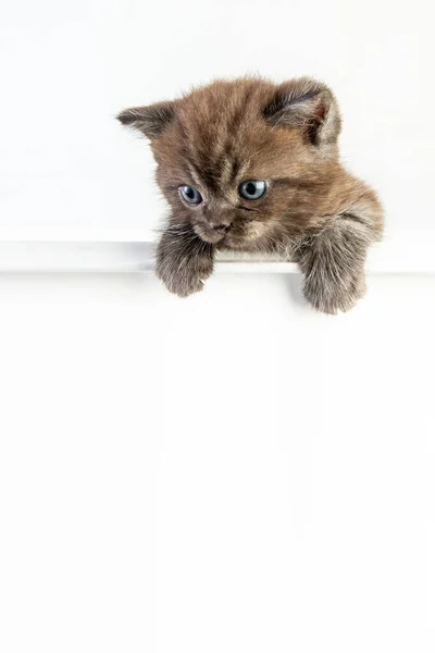 Cat Baby Tabby Kitten Söt Beautifu Vit Bakgrund — Stockfoto
