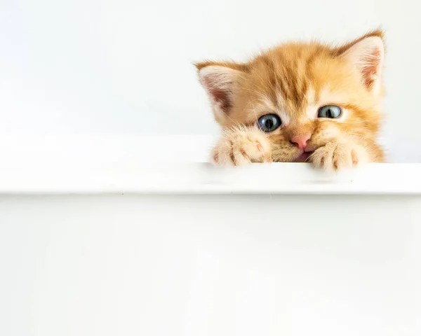 Cat Baby Tabby Kitten Cute Beautifu Белом Фоне — стоковое фото