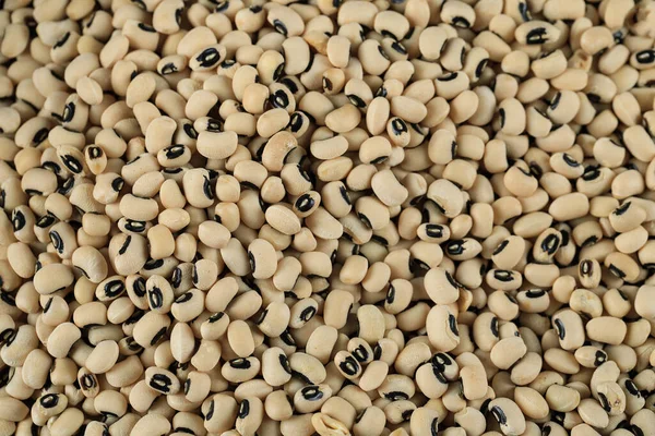 Kacang putih kering menyebar di atas meja — Stok Foto