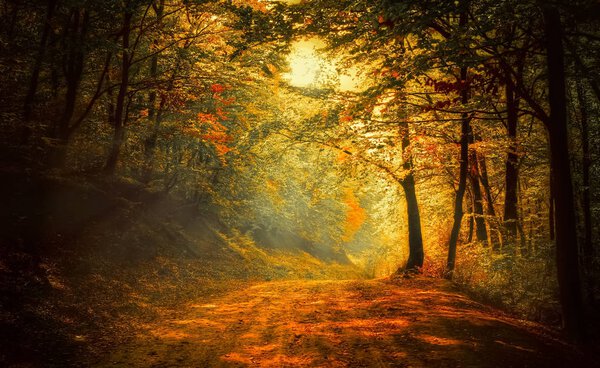 Light in the autumn forest