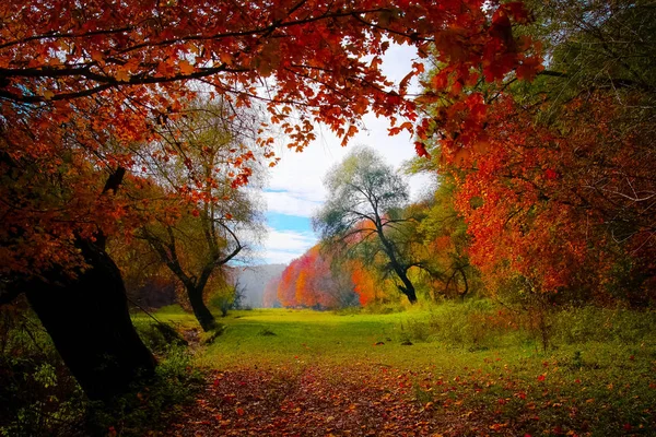 View Trough Red Leaves — Stock Photo, Image