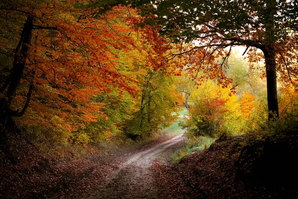Утро Осеннем Лесу — стоковое фото