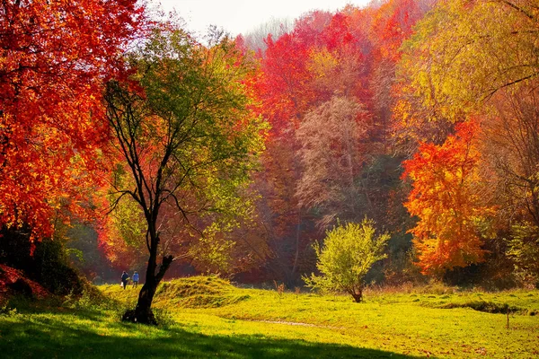 Der Moment Des Herbsttriumphs — Stockfoto