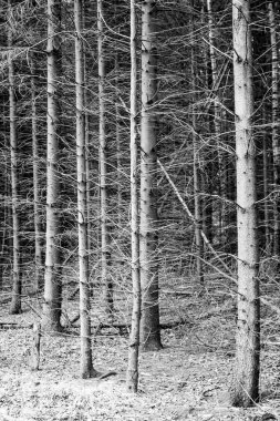 Zwolle Thorbeckegracht bir görünüm, Pelserbrug alınan
