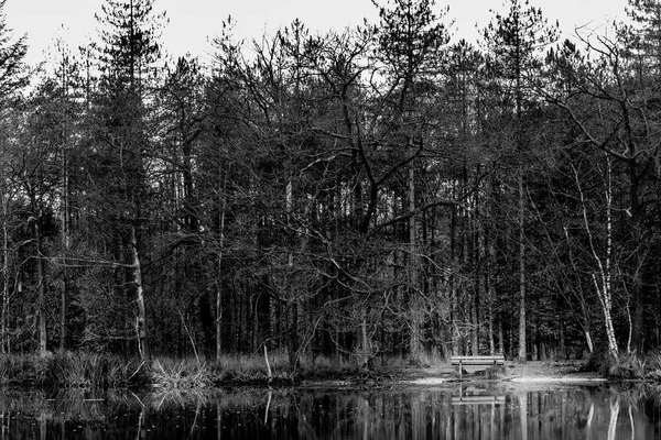 Un banco en un lago rodeado de árboles sin hojas en negro y blanco — Foto de Stock