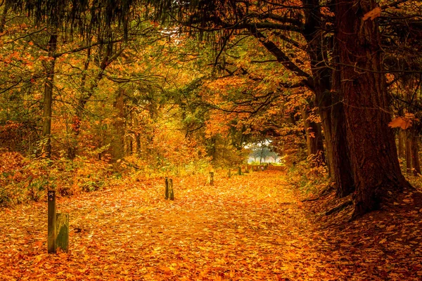 Un sentier dans la forêt couvert de feuilles — Photo