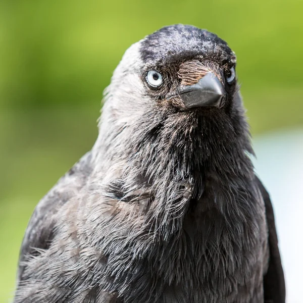 Nahaufnahme einer schwarzen Krähe — Stockfoto