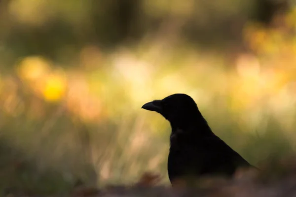 Contours of a crow in the field — Stock Photo, Image