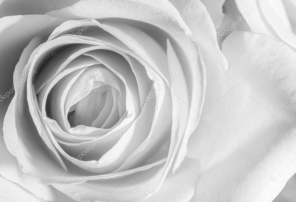 close up of a rose in black and white