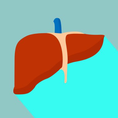 karaciğer tedavisi. Uzun Gölge, vektör çizim
