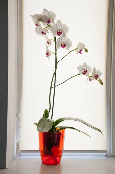 La orquídea en la ventana —  Fotos de Stock