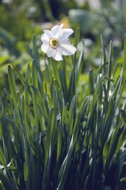 bahçede beyaz nergis