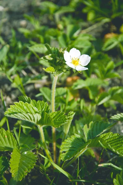 Blooming strawberry in the garden — Stock Photo, Image